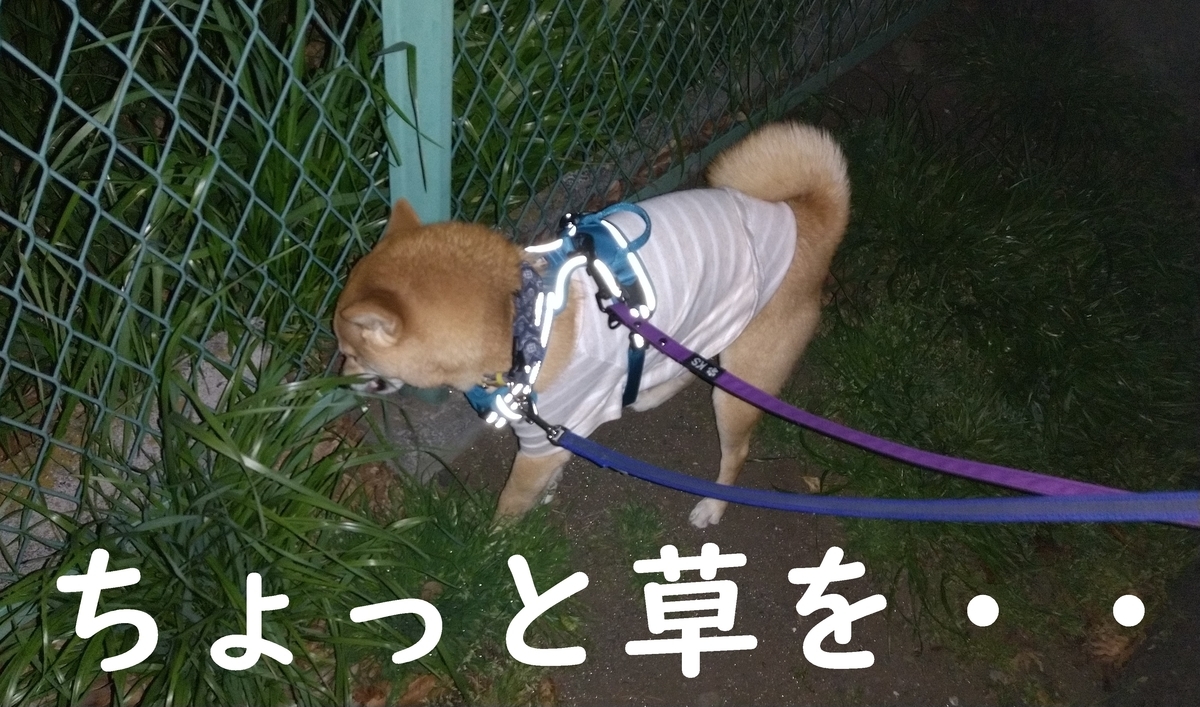 f:id:hanatara:20210328094302j:plain