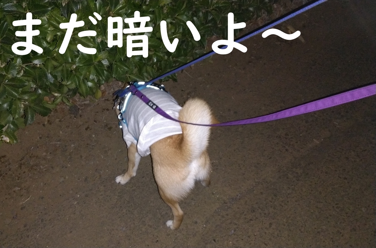 f:id:hanatara:20210328094401j:plain