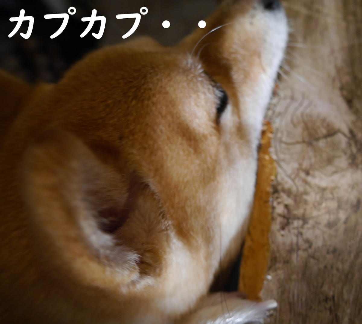 f:id:hanatara:20210330082451j:plain