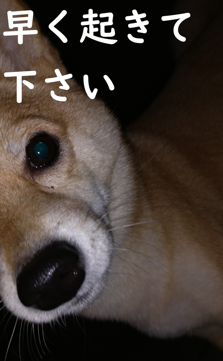 f:id:hanatara:20210403073001j:plain