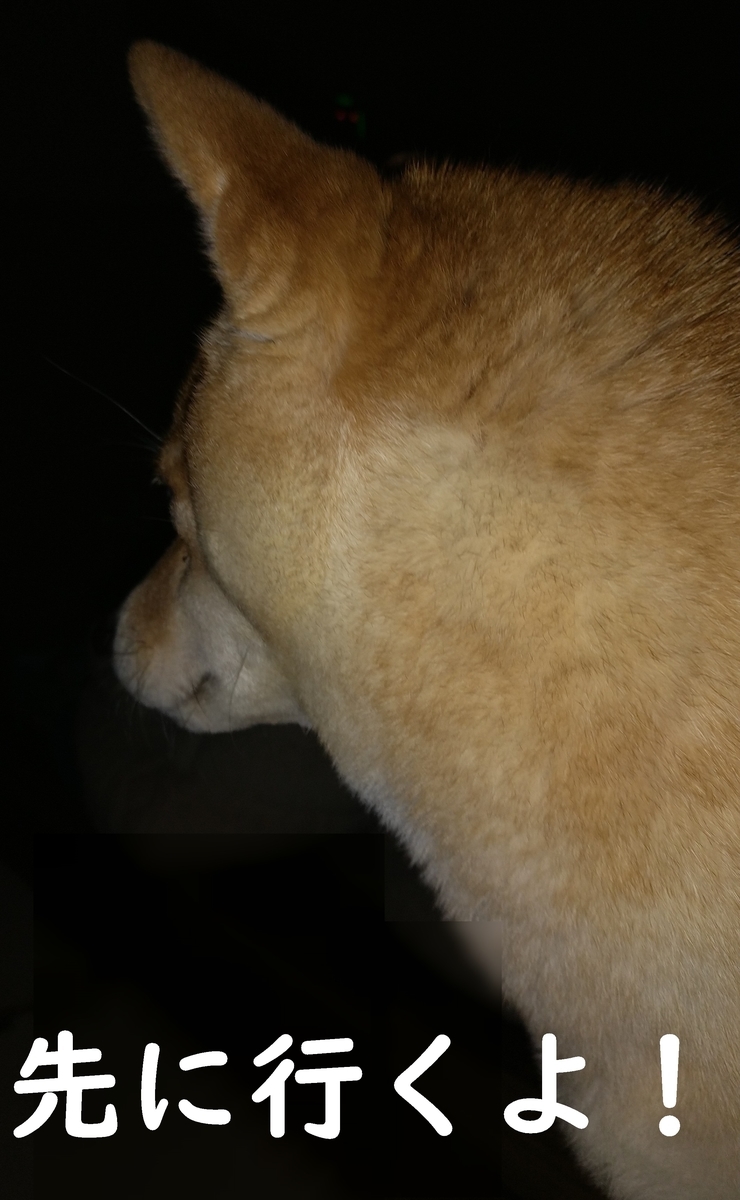 f:id:hanatara:20210403073356j:plain