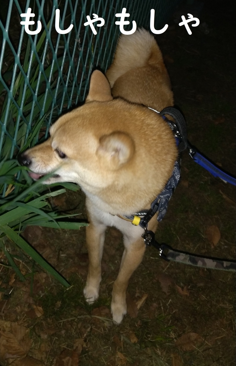 f:id:hanatara:20210403073557j:plain