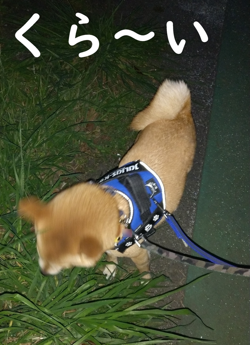 f:id:hanatara:20210403073708j:plain