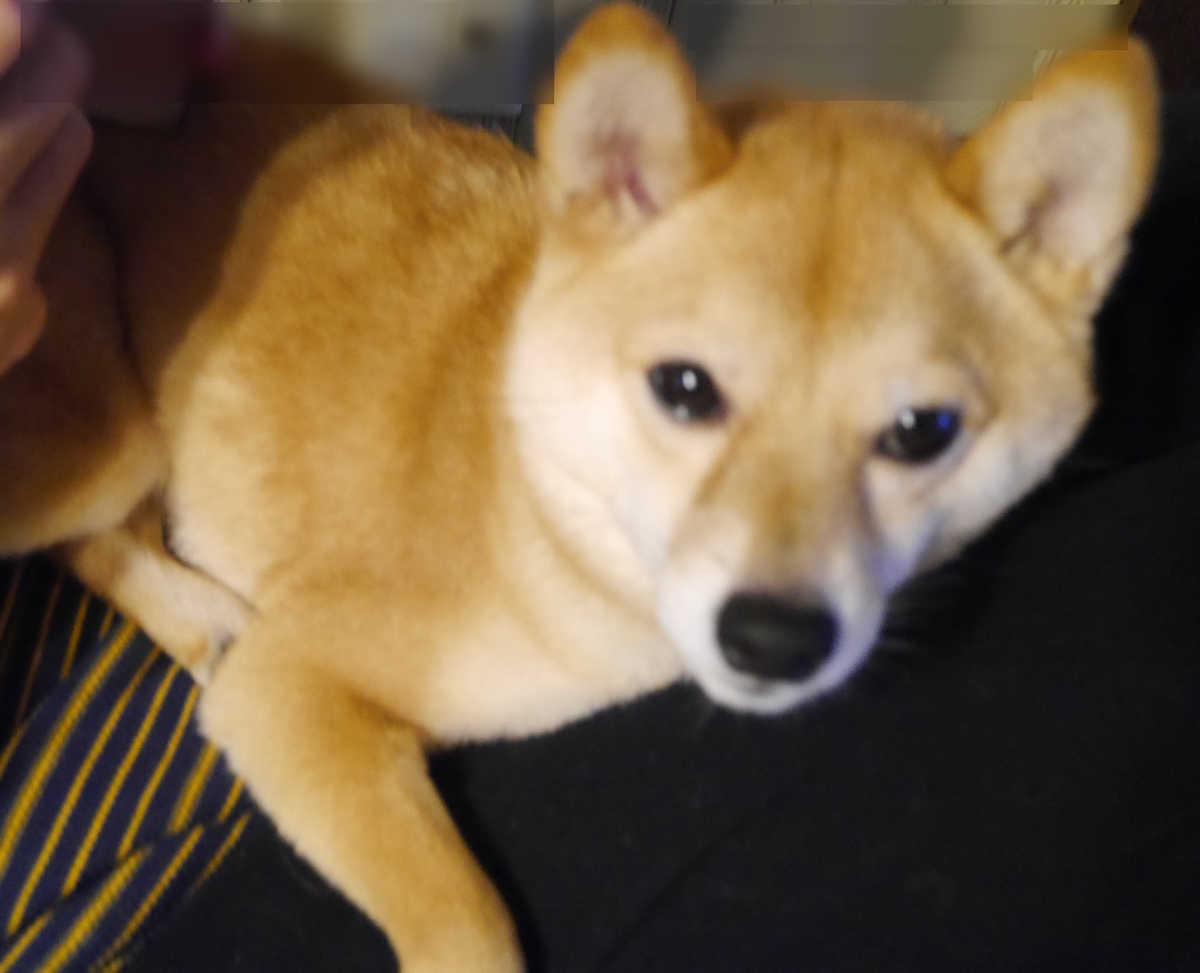 f:id:hanatara:20210403081849j:plain