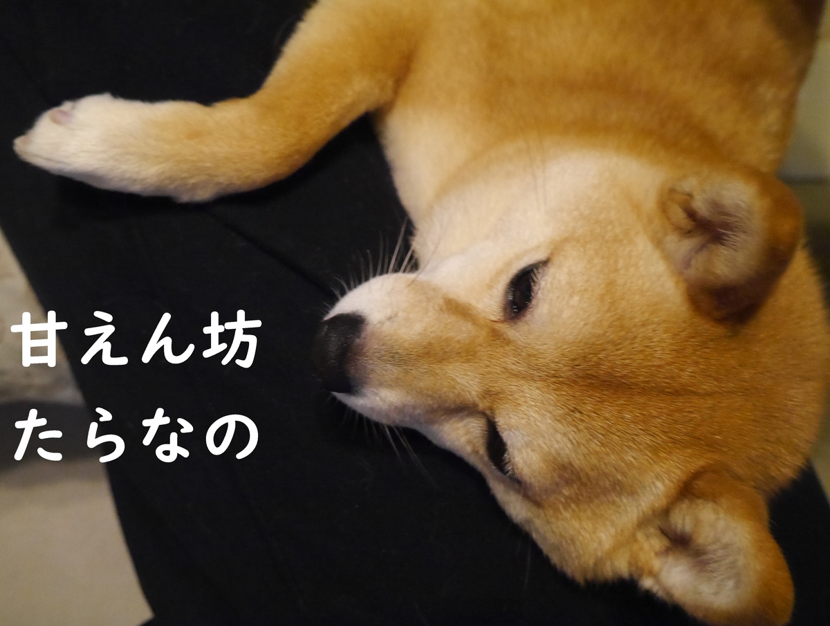 f:id:hanatara:20210403081942j:plain