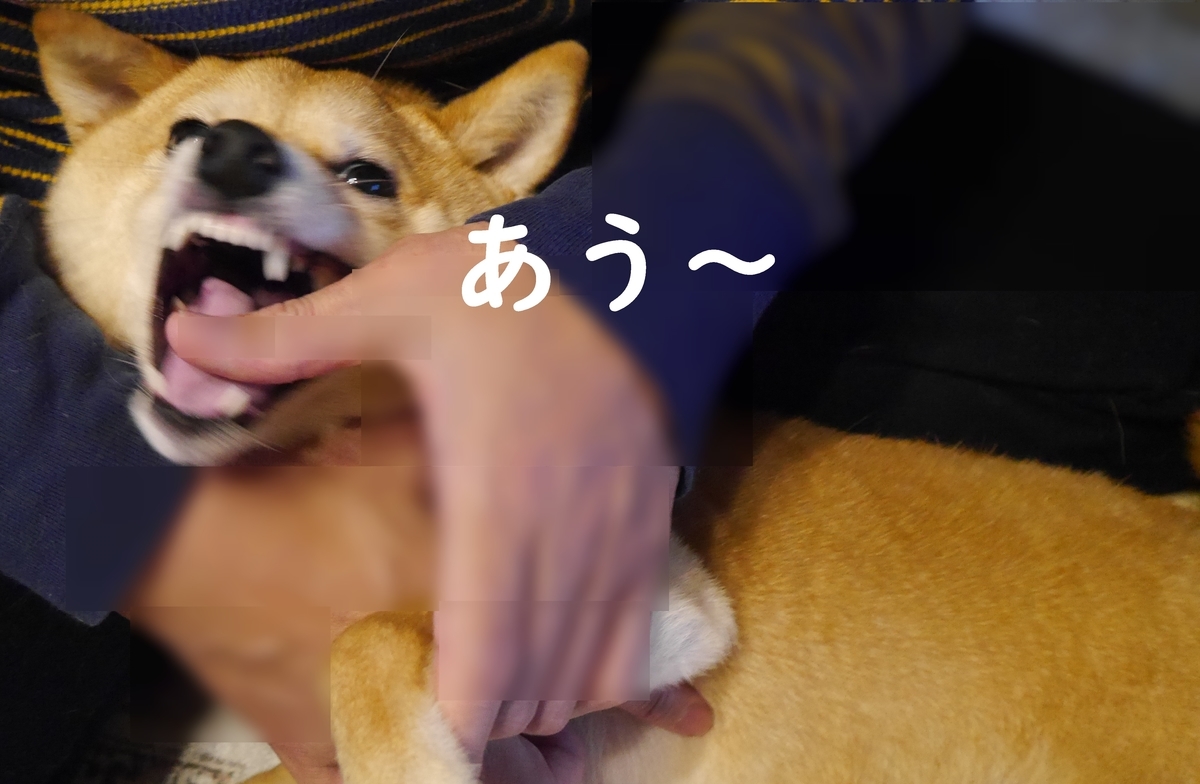 f:id:hanatara:20210403082858j:plain