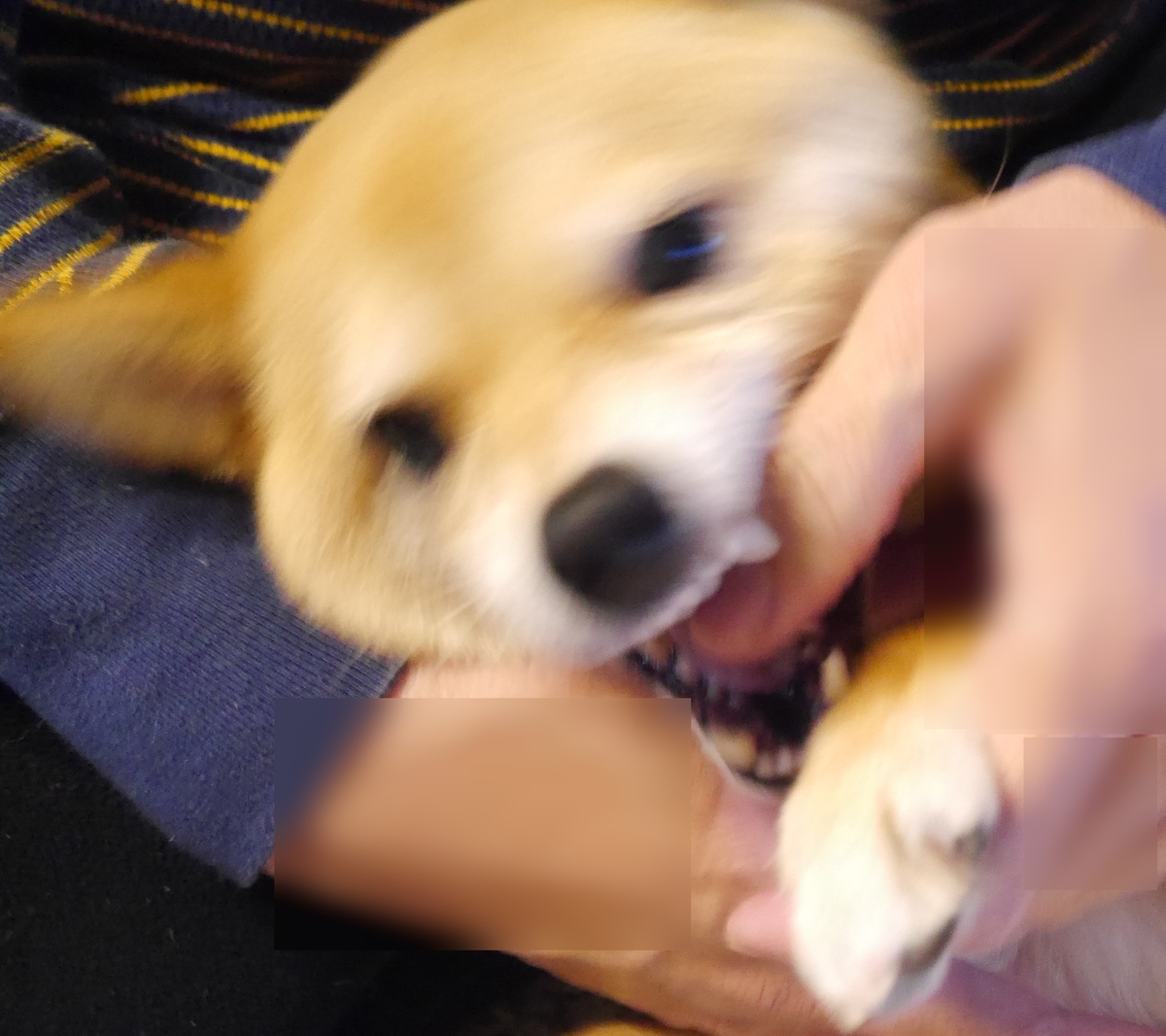 f:id:hanatara:20210403083449j:plain