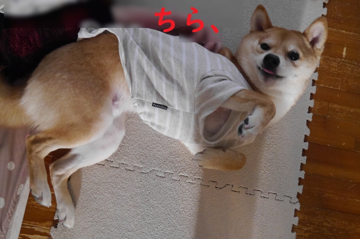 f:id:hanatara:20210403092543j:plain