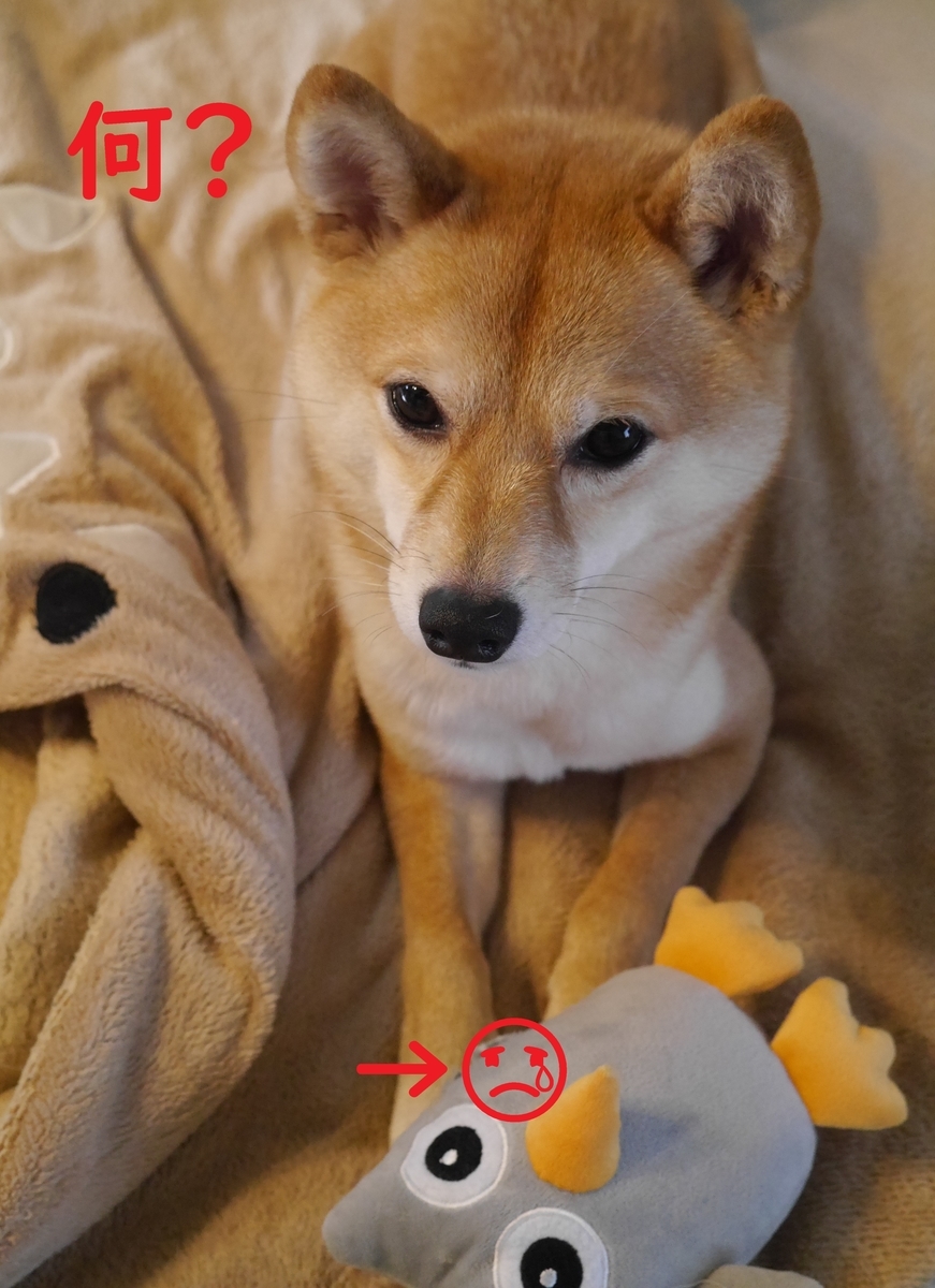 f:id:hanatara:20210411083555j:plain