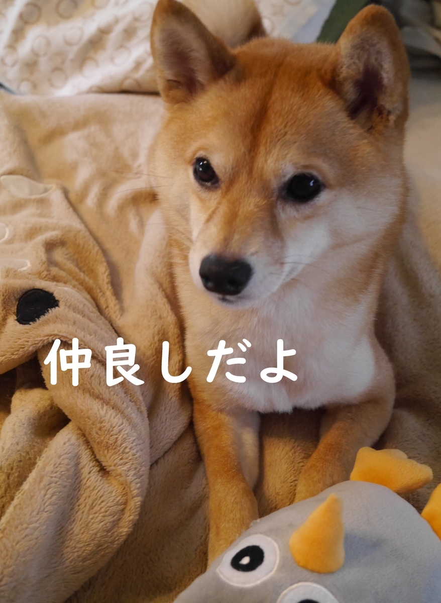 f:id:hanatara:20210411084102j:plain