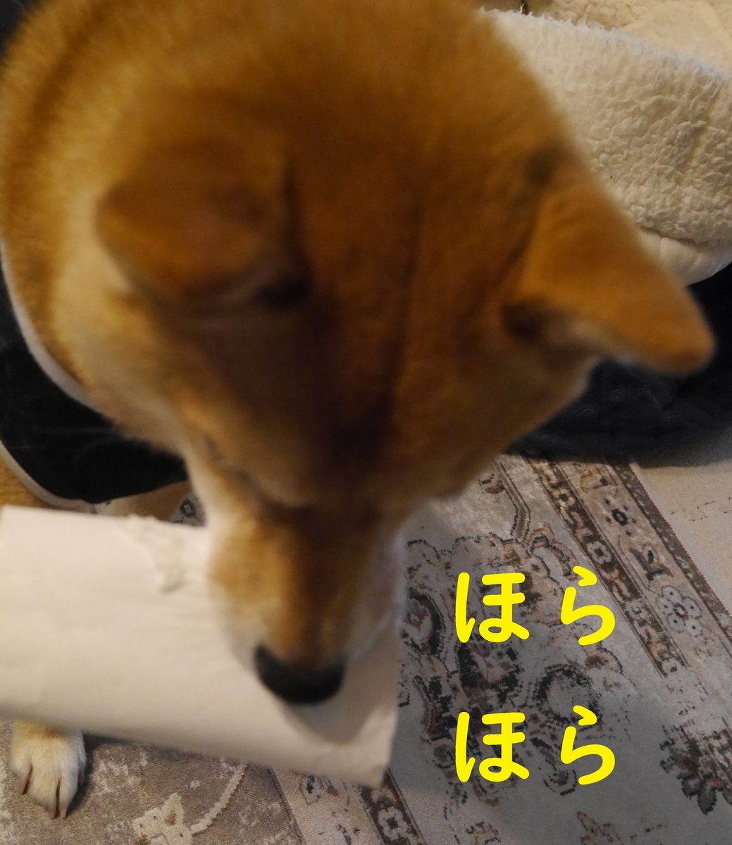 f:id:hanatara:20210413074426j:plain