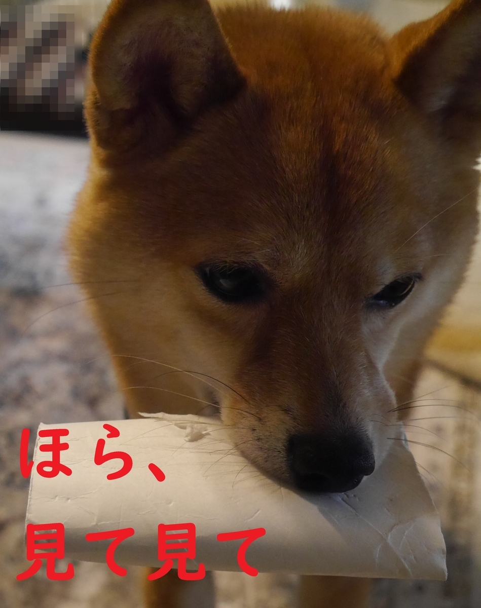 f:id:hanatara:20210413080122j:plain