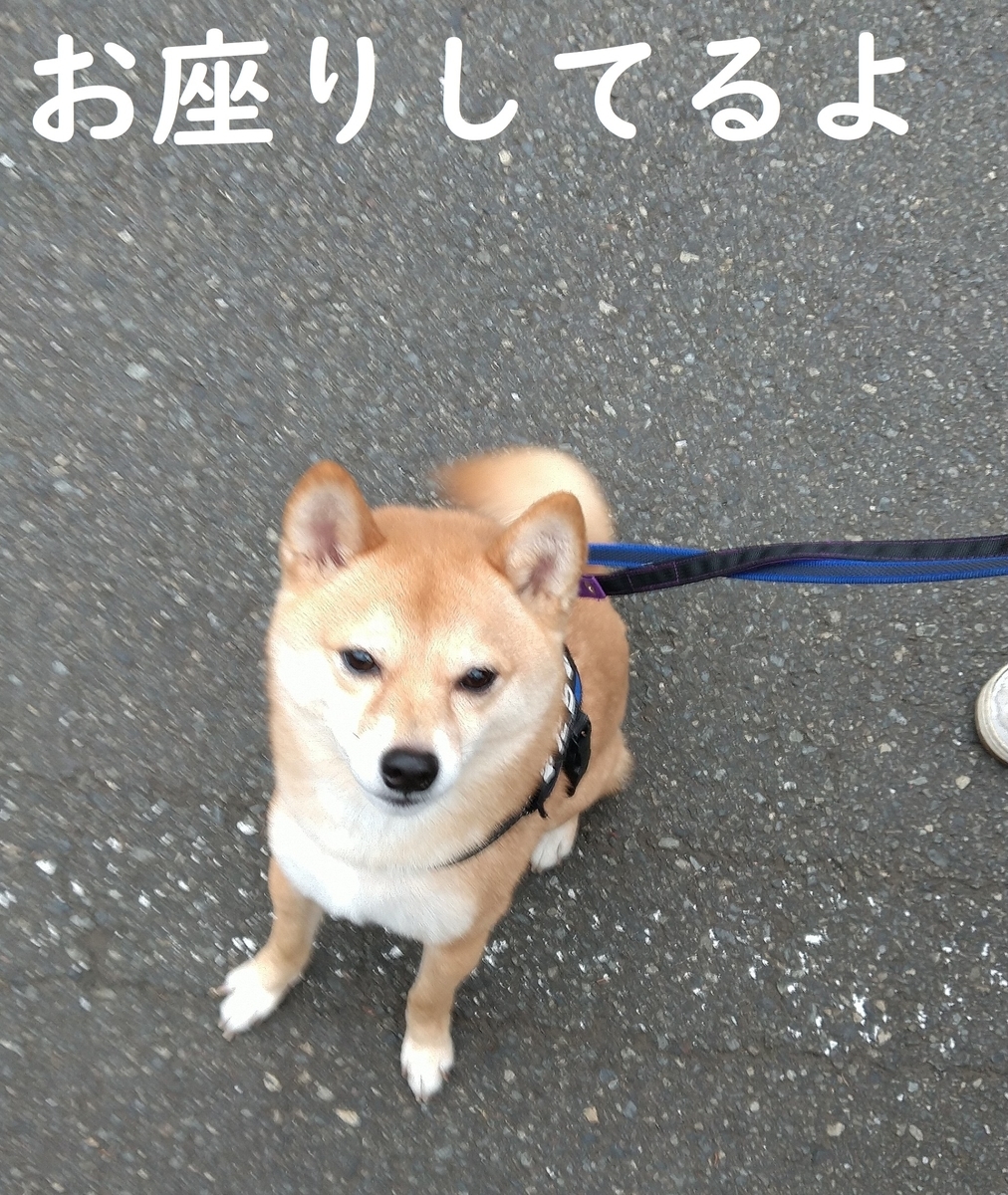 f:id:hanatara:20210417090753j:plain