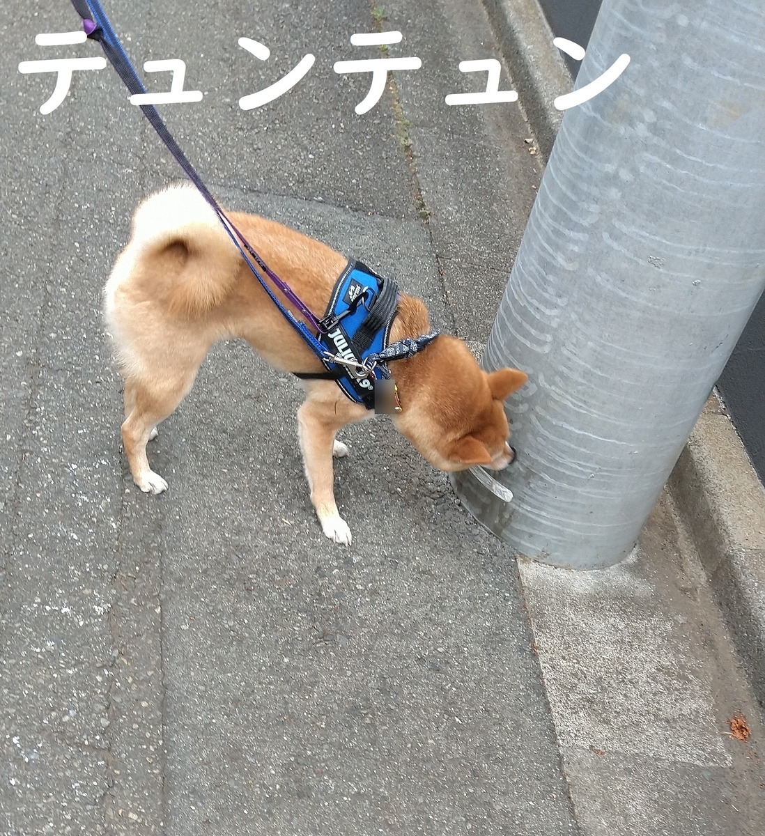 f:id:hanatara:20210417090836j:plain