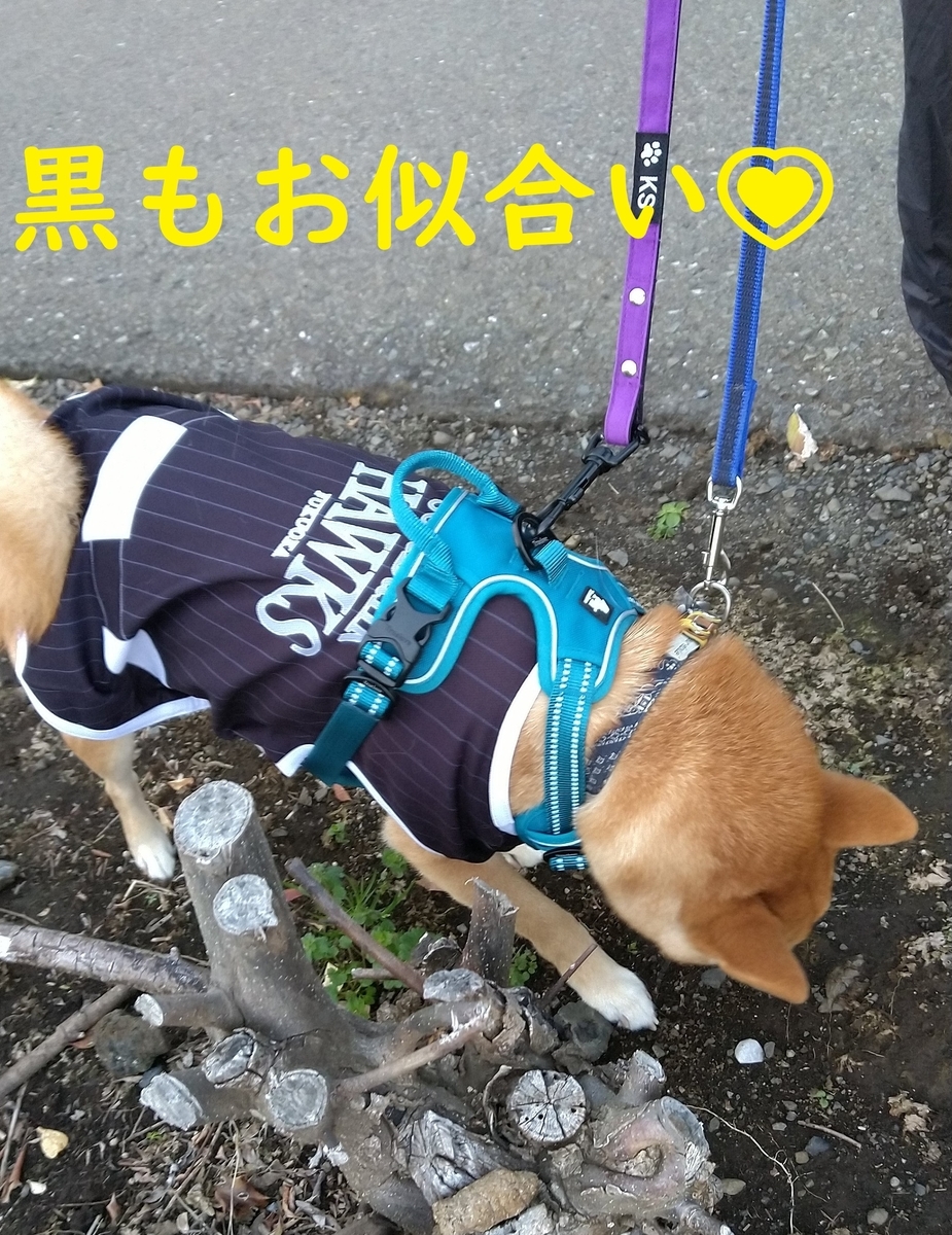 f:id:hanatara:20210417093135j:plain