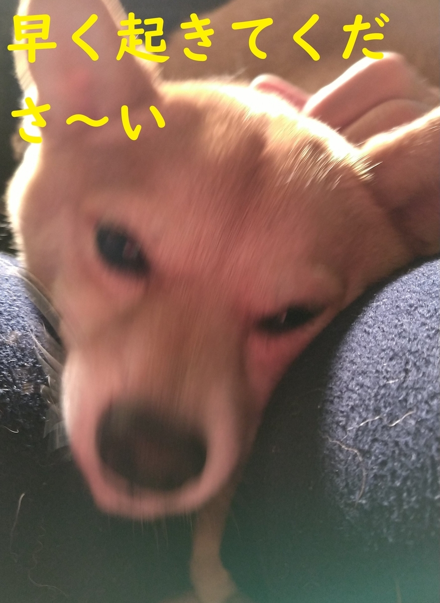 f:id:hanatara:20210417102236j:plain