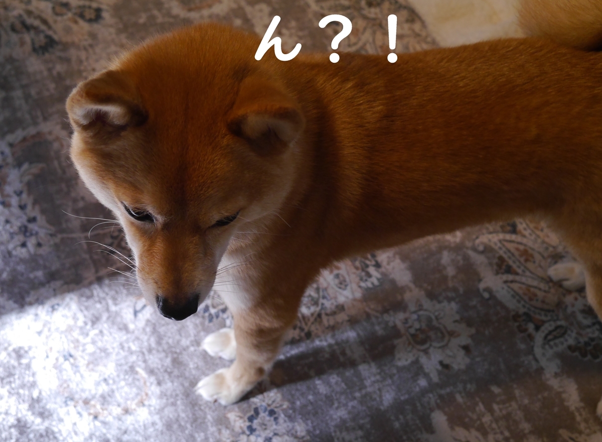f:id:hanatara:20210421092439j:plain