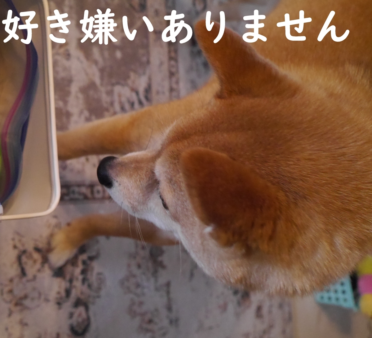 f:id:hanatara:20210421093147j:plain