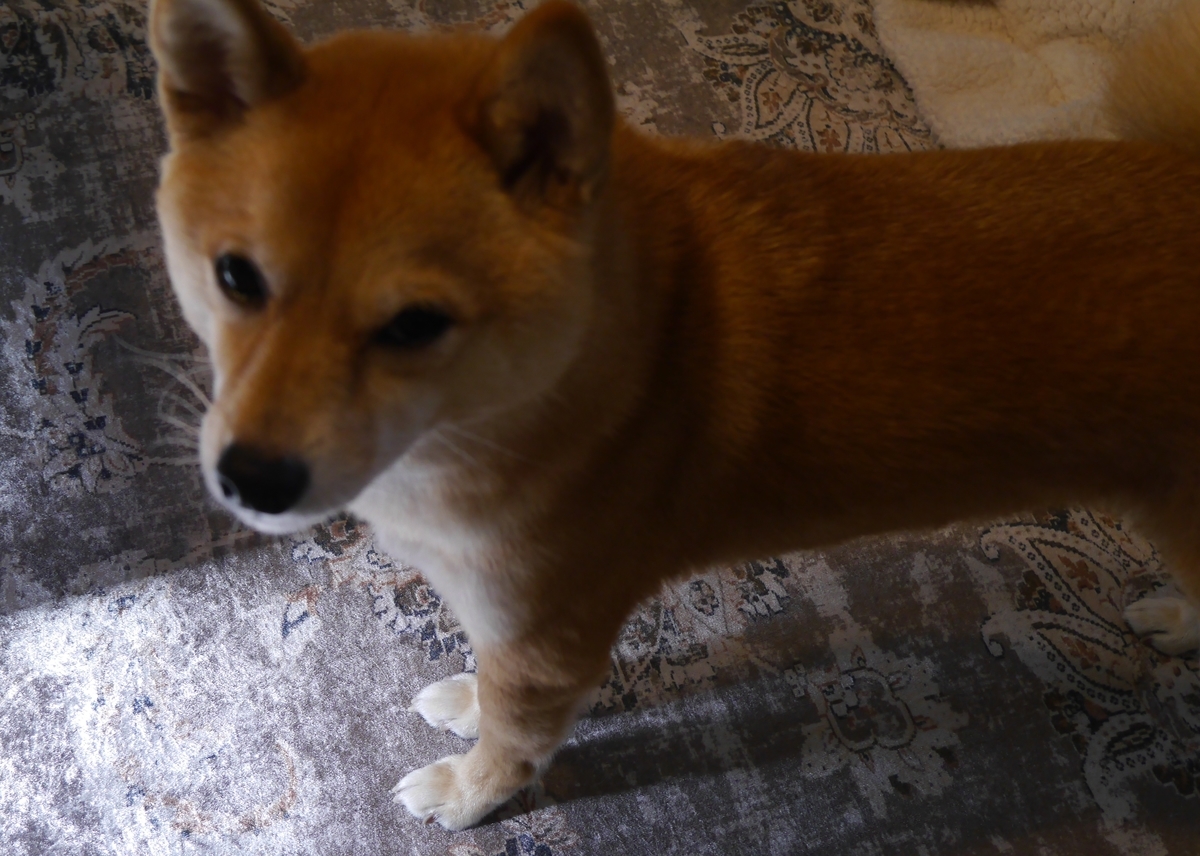 f:id:hanatara:20210421093225j:plain