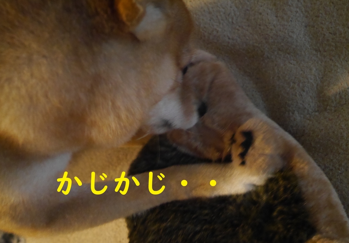 f:id:hanatara:20210421095533j:plain