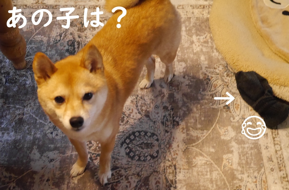 f:id:hanatara:20210421100028j:plain