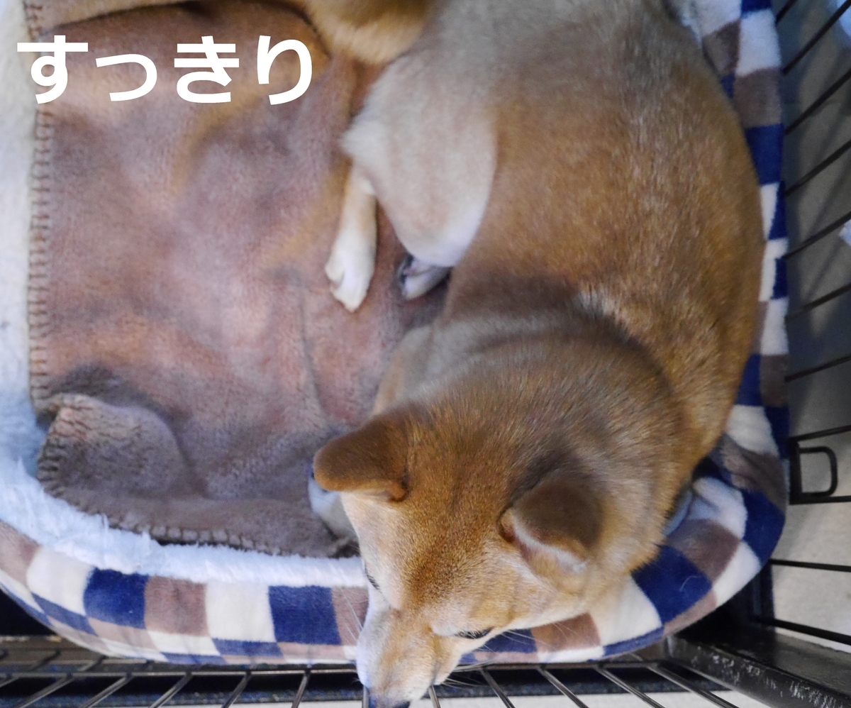 f:id:hanatara:20210421112155j:plain