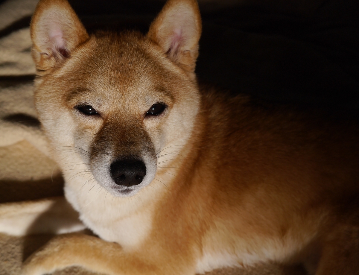 f:id:hanatara:20210424083257j:plain