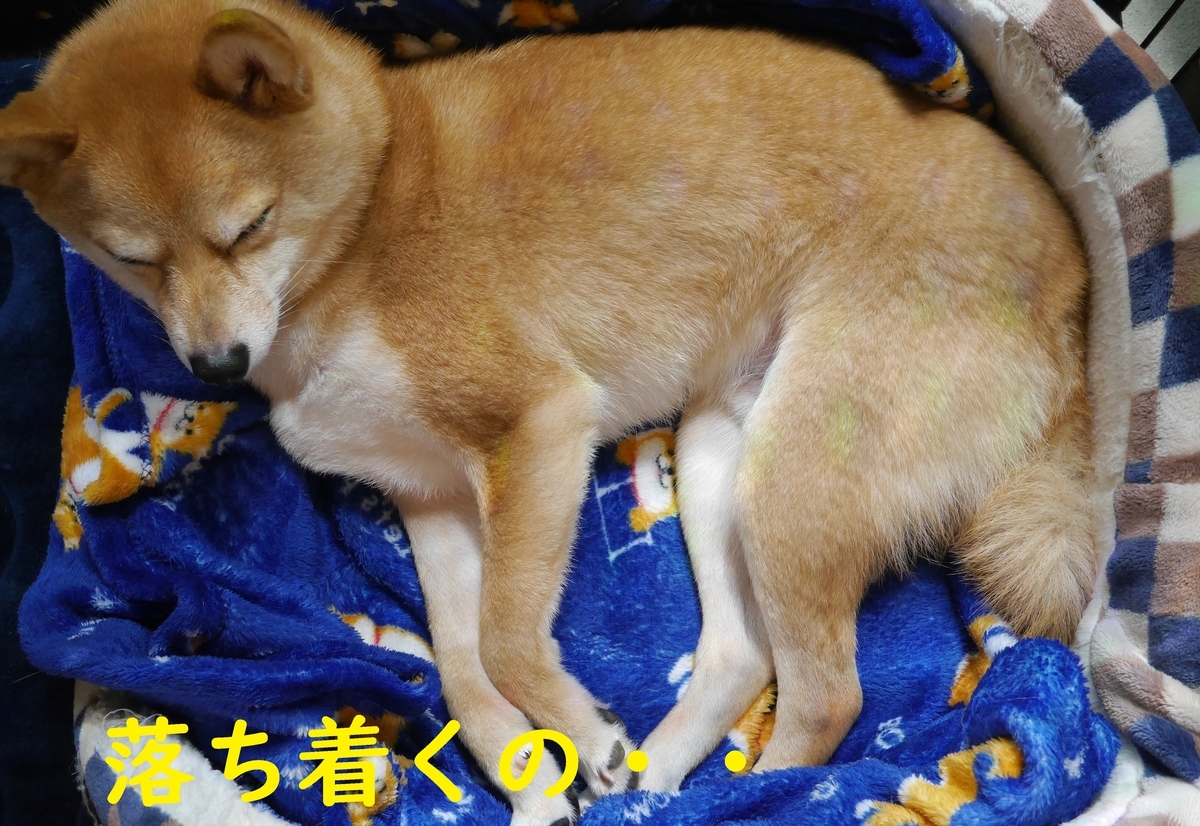 f:id:hanatara:20210424084036j:plain