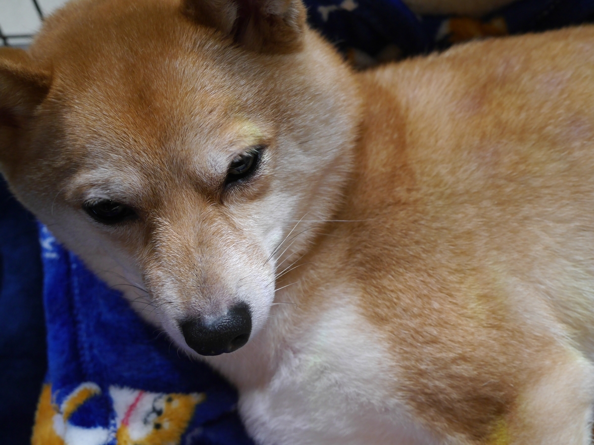 f:id:hanatara:20210424084149j:plain
