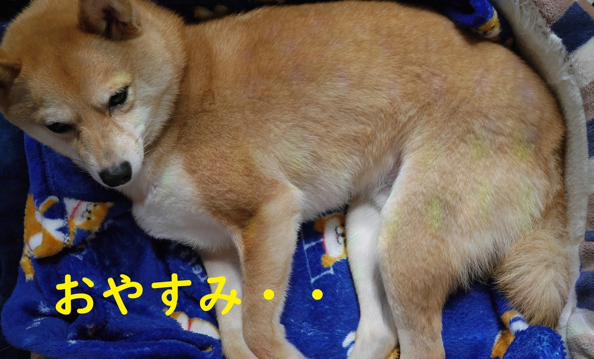 f:id:hanatara:20210424084244j:plain