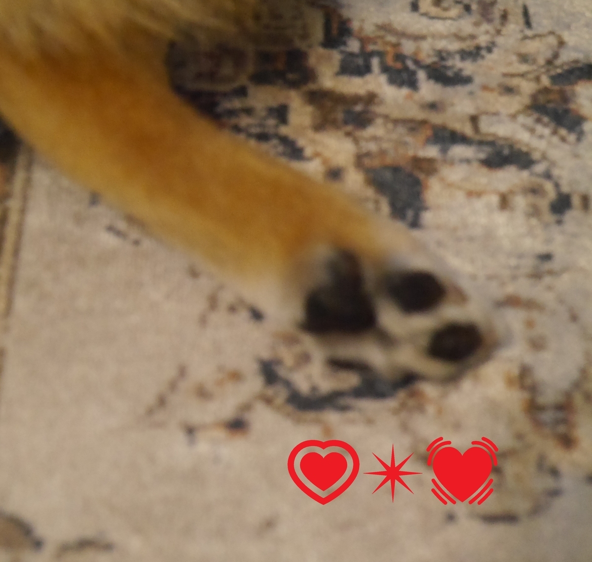 f:id:hanatara:20210425081945j:plain