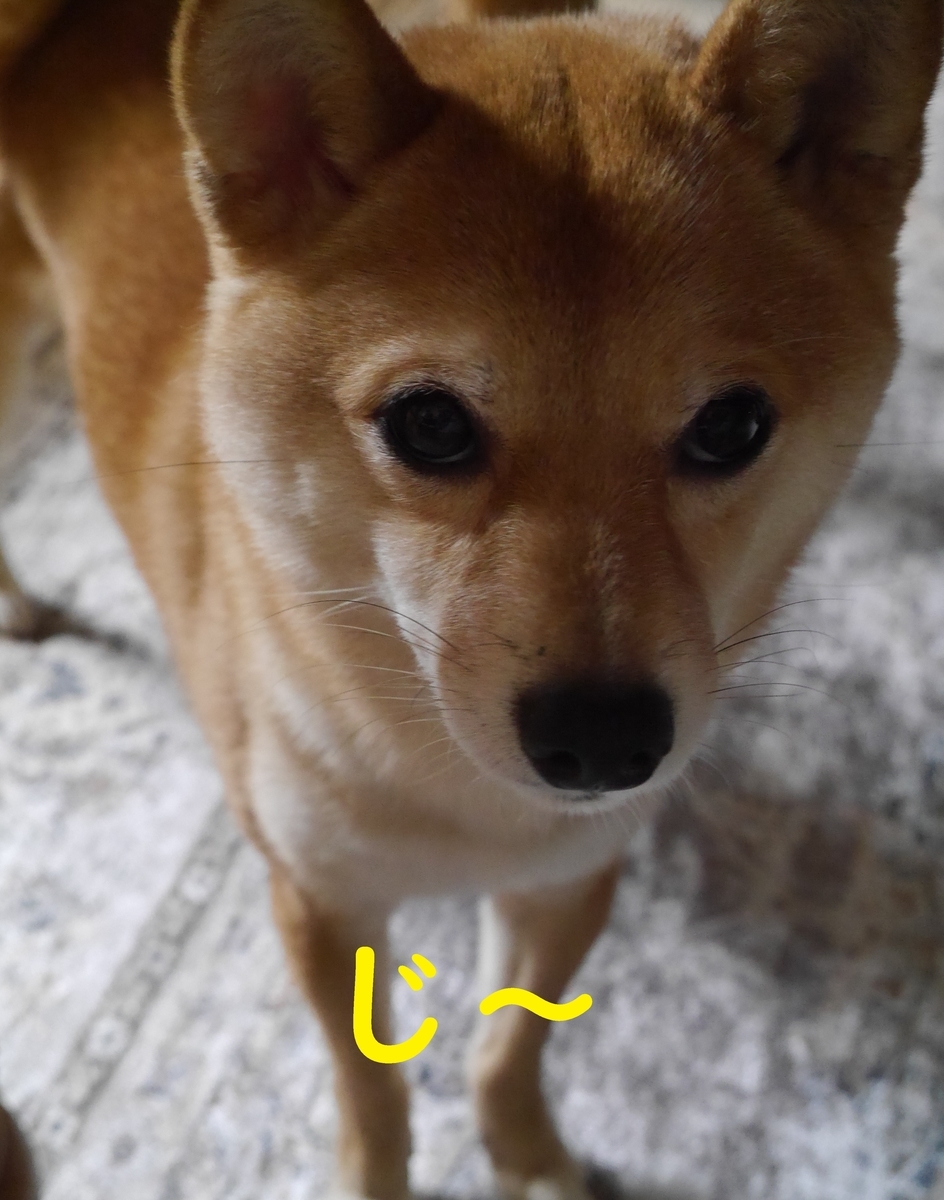 f:id:hanatara:20210429092037j:plain