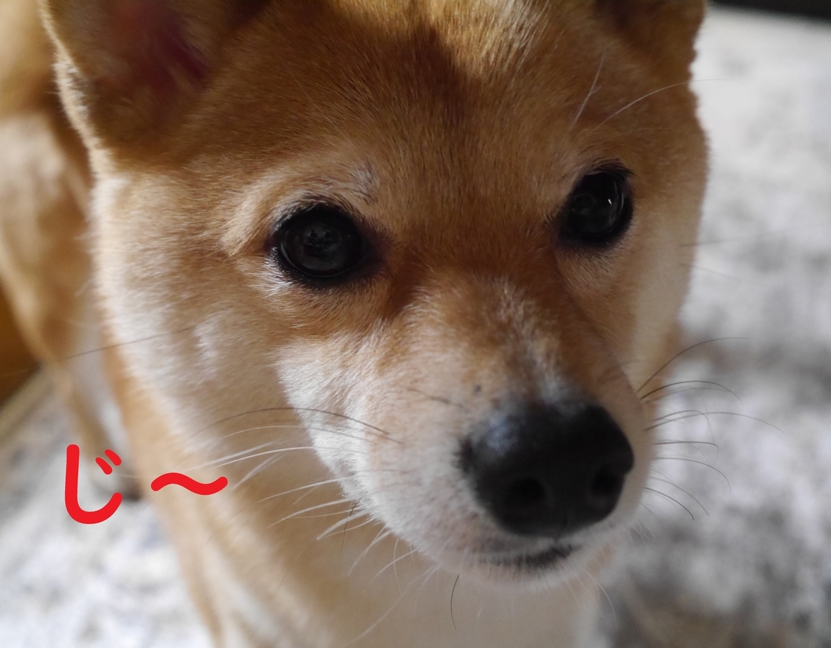 f:id:hanatara:20210429092129j:plain