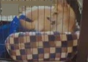 f:id:hanatara:20210429100421j:plain