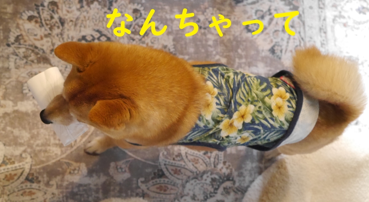 f:id:hanatara:20210429111620j:plain