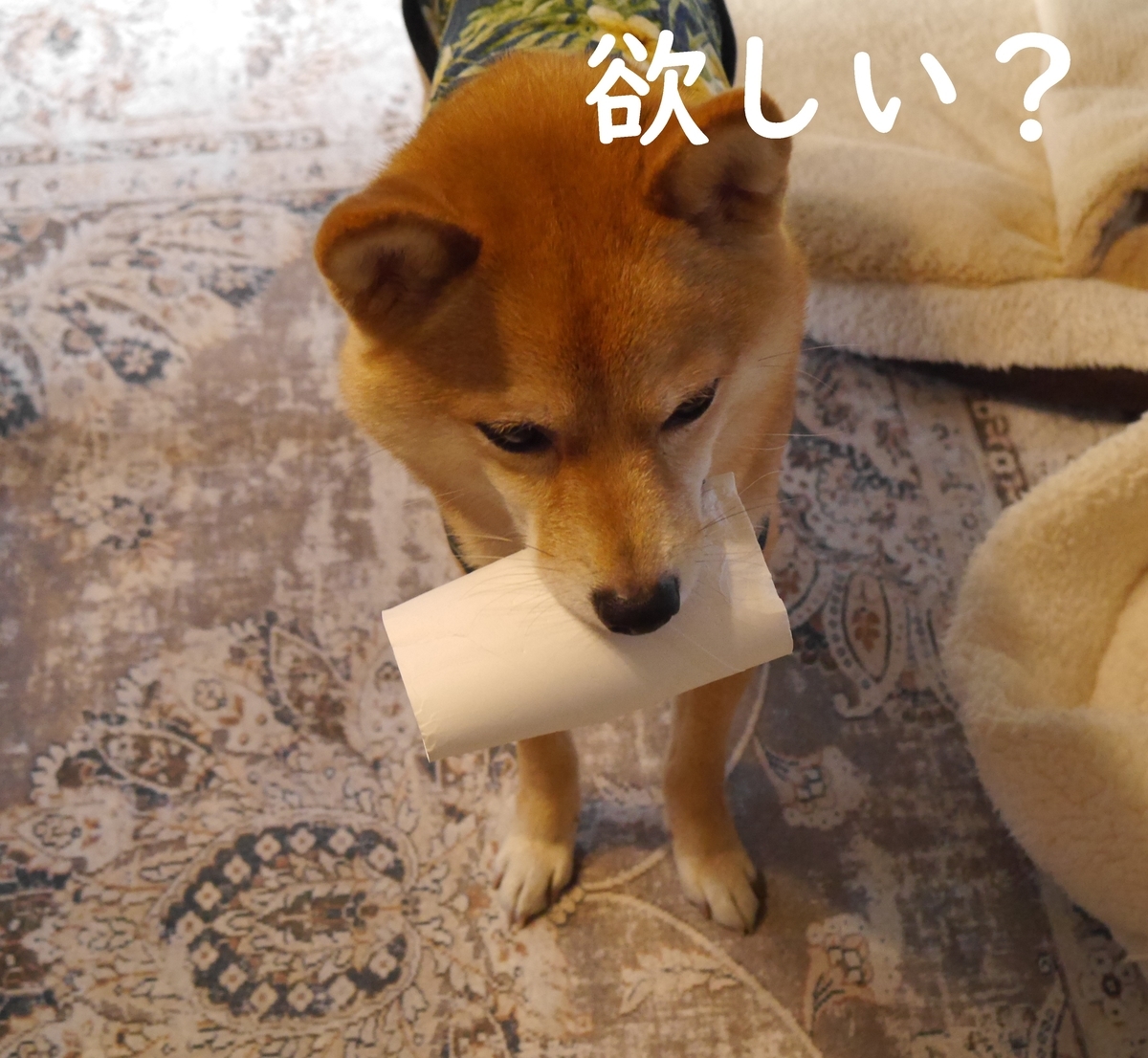 f:id:hanatara:20210429111821j:plain