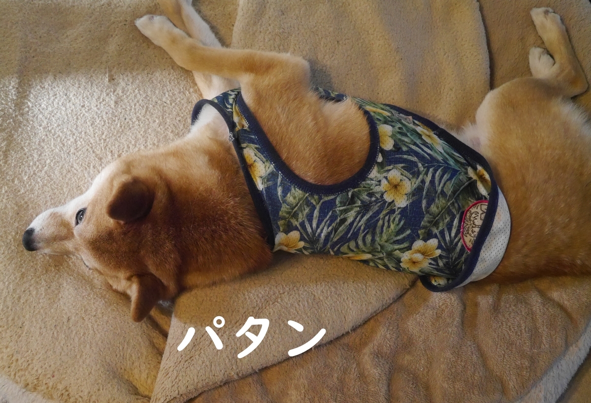 f:id:hanatara:20210429112035j:plain