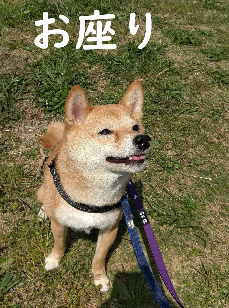 f:id:hanatara:20210501085432j:plain