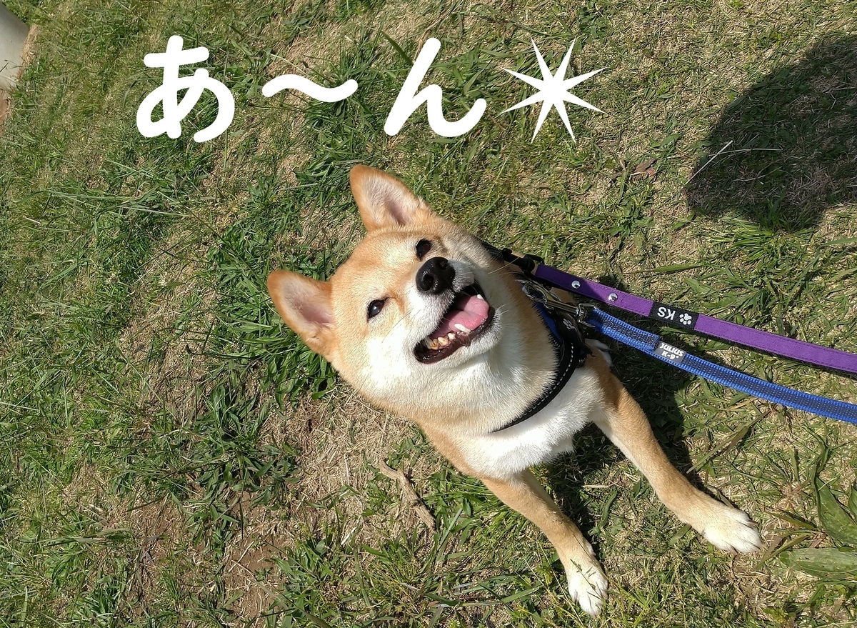f:id:hanatara:20210501085604j:plain