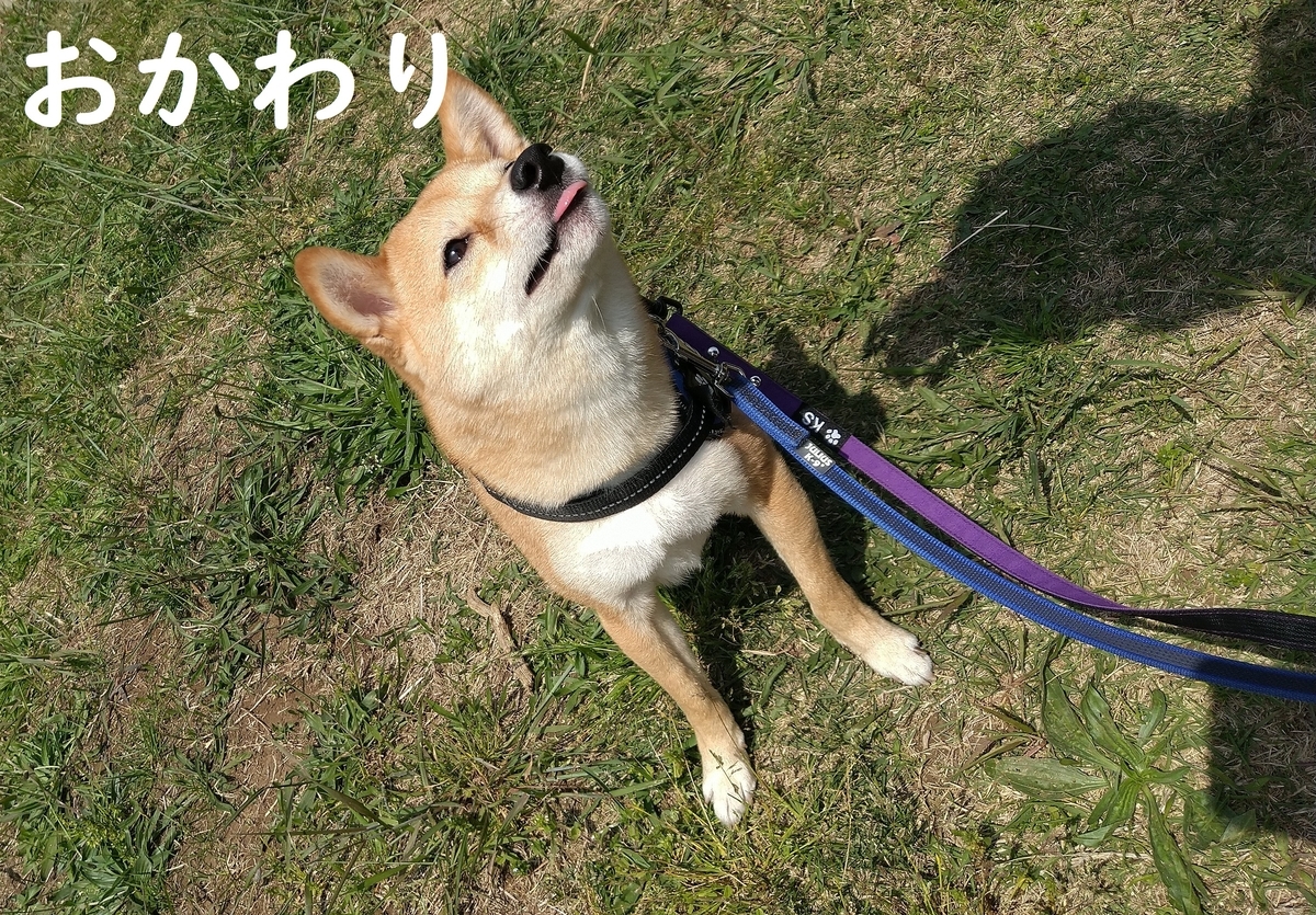 f:id:hanatara:20210501090026j:plain