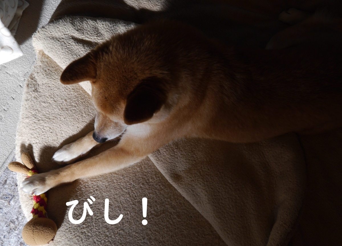 f:id:hanatara:20210504110008j:plain
