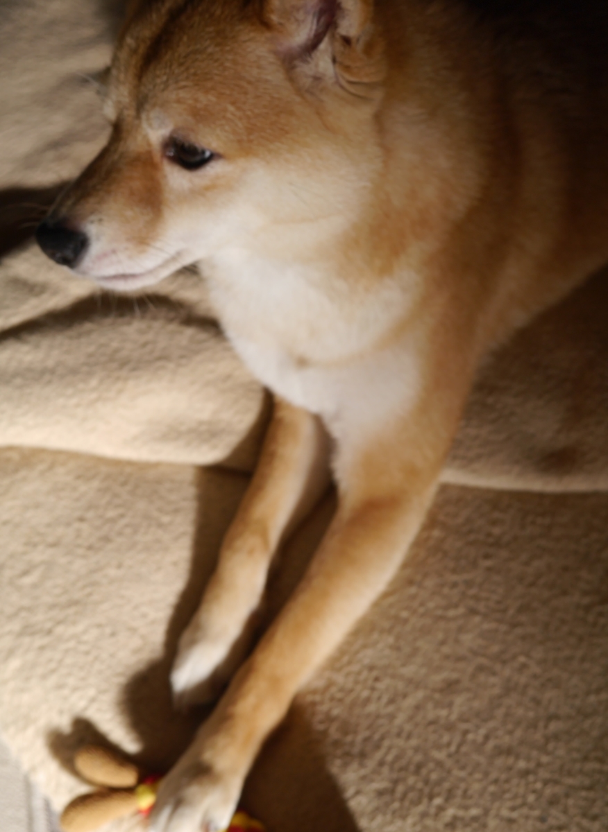 f:id:hanatara:20210504111101j:plain