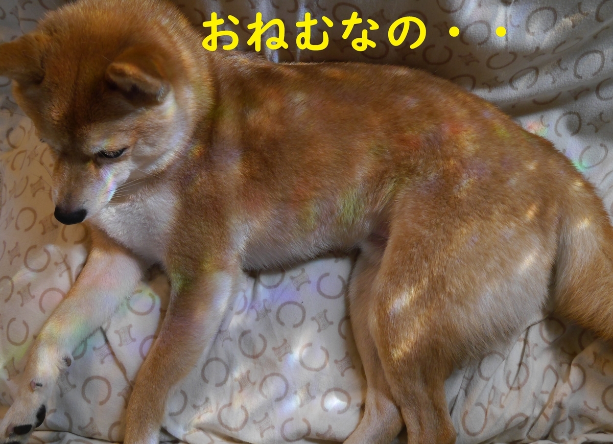 f:id:hanatara:20210505095137j:plain