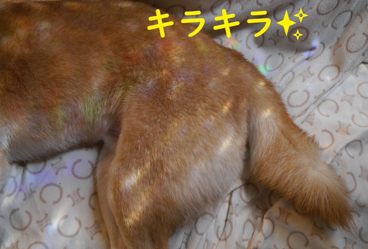 f:id:hanatara:20210505095433j:plain