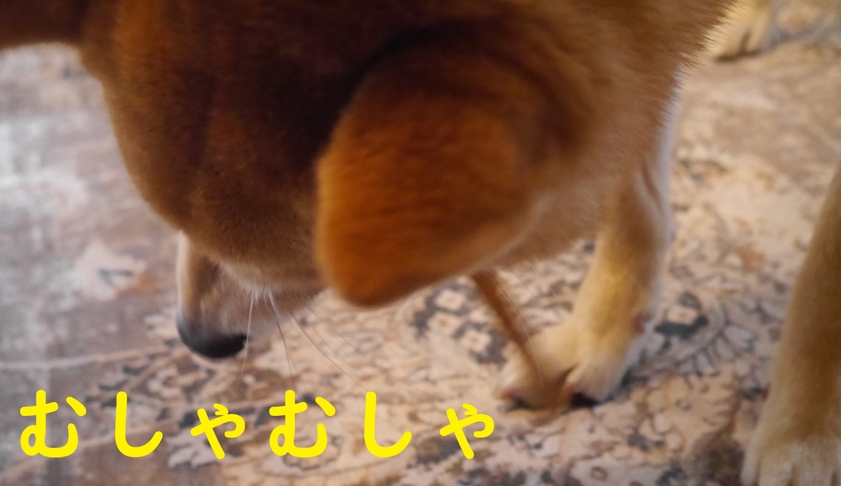 f:id:hanatara:20210505095539j:plain