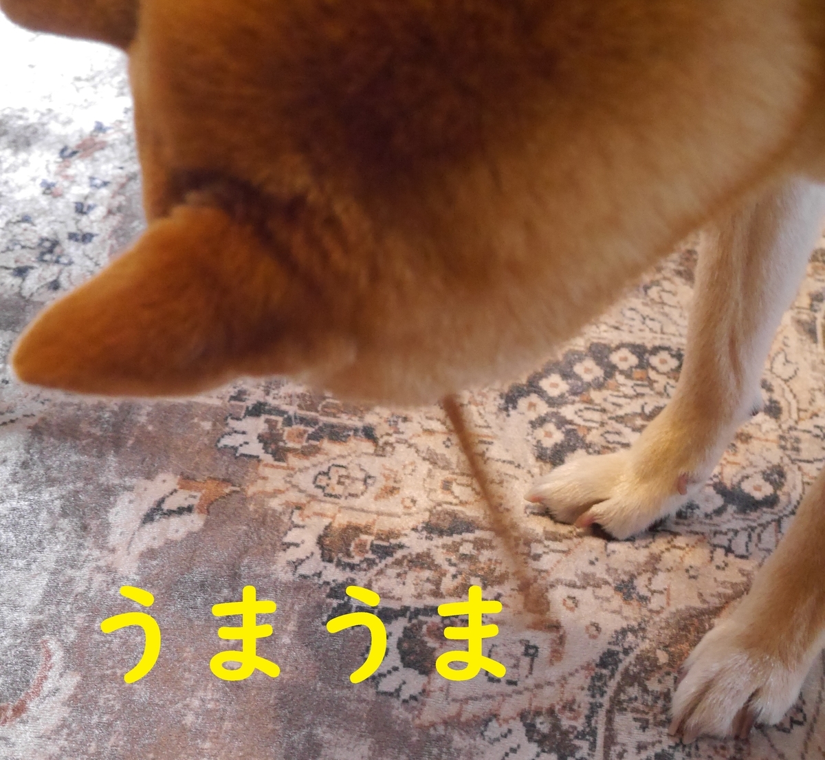 f:id:hanatara:20210505100448j:plain
