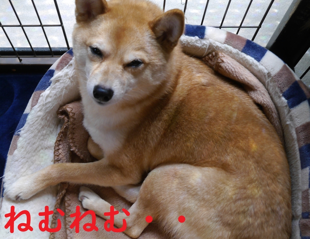 f:id:hanatara:20210505100613j:plain