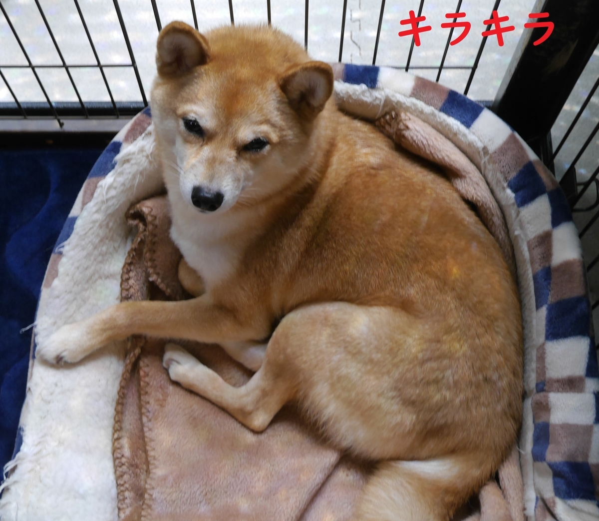 f:id:hanatara:20210505100728j:plain