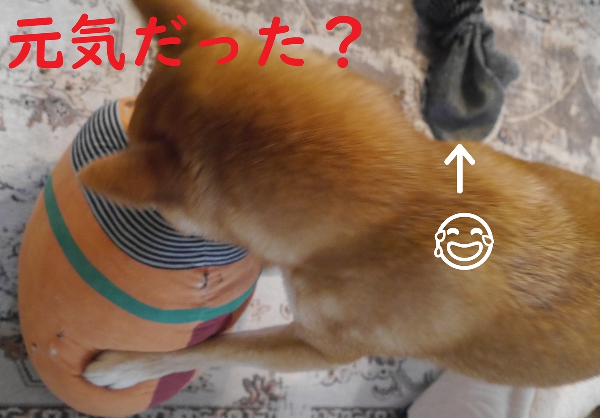 f:id:hanatara:20210505102136j:plain