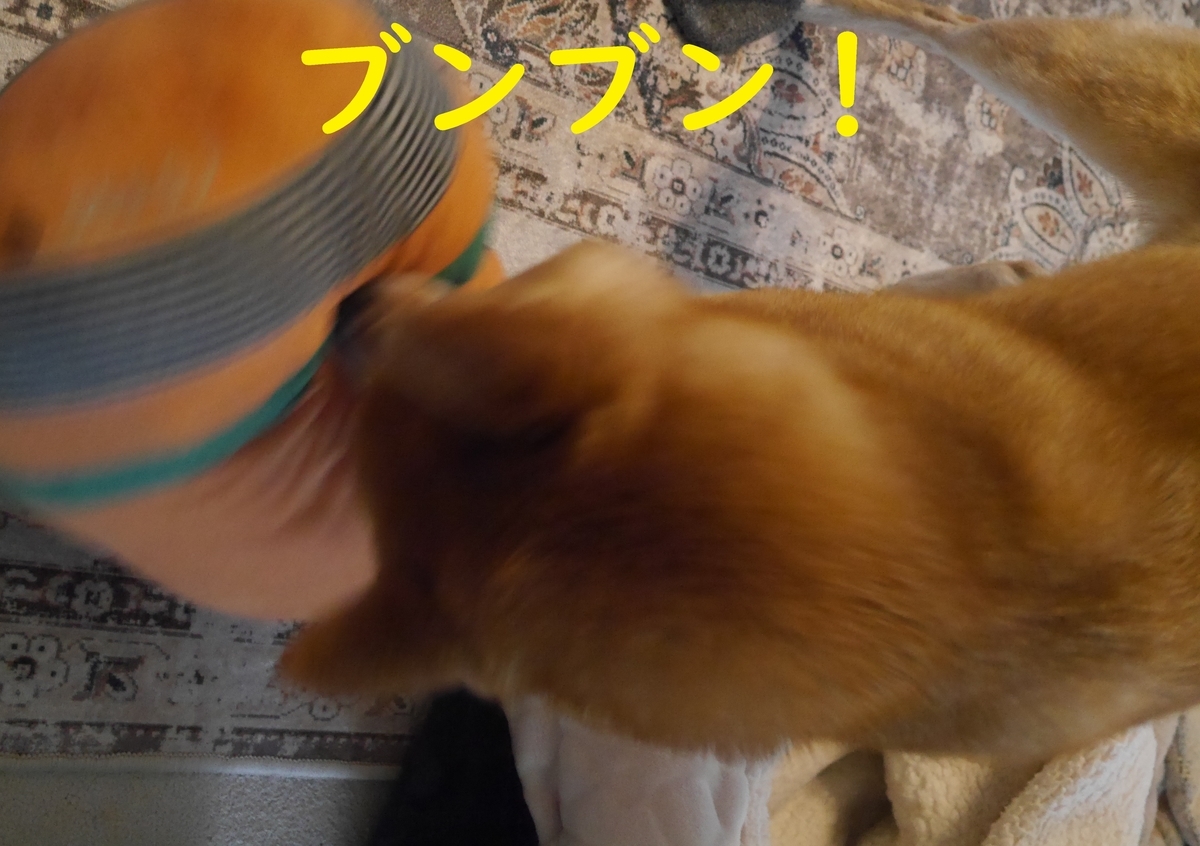 f:id:hanatara:20210505102412j:plain